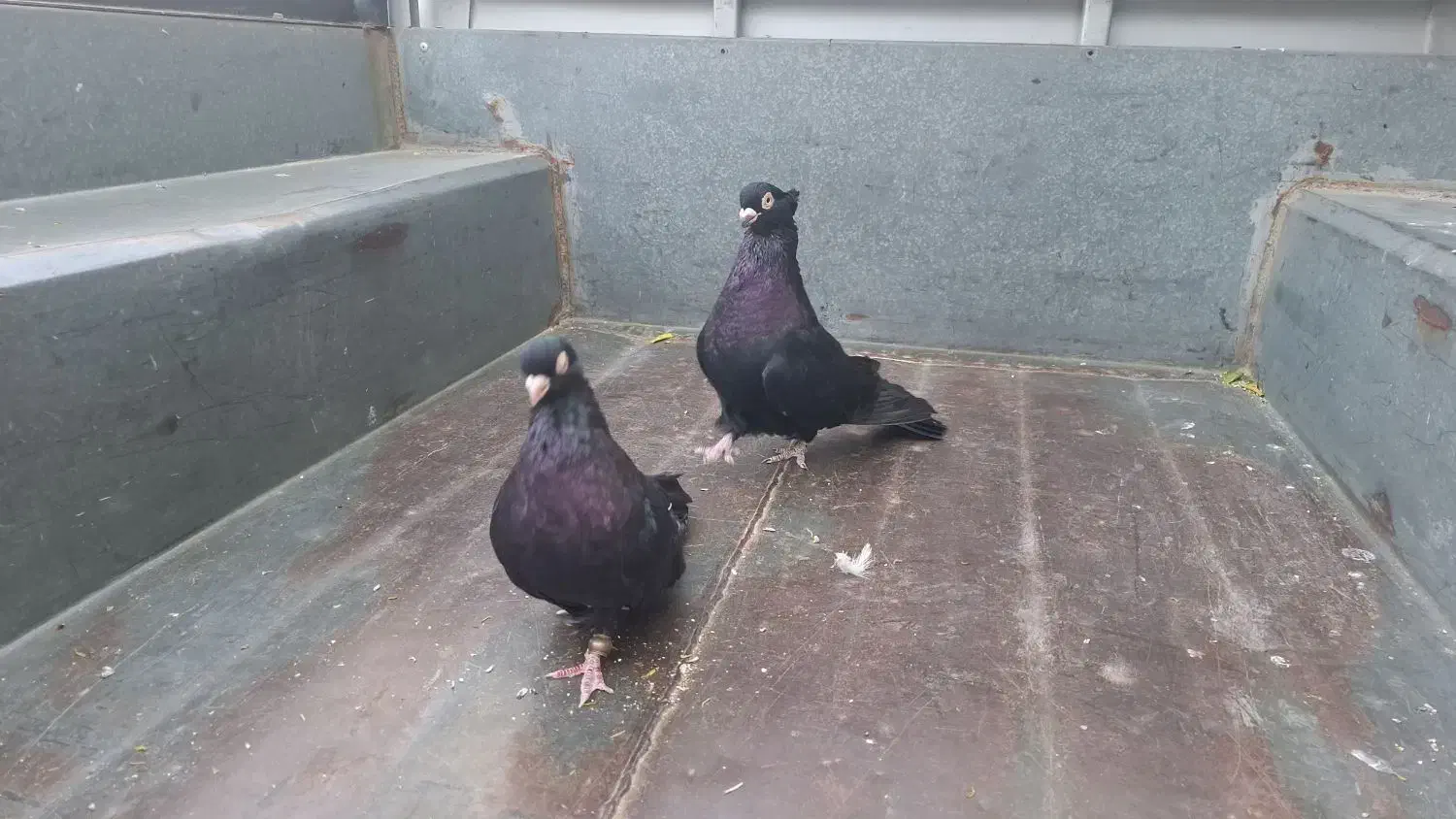 3جفت صرب معاوضه وفروش|پرنده|دوگنبدان, |دیوار