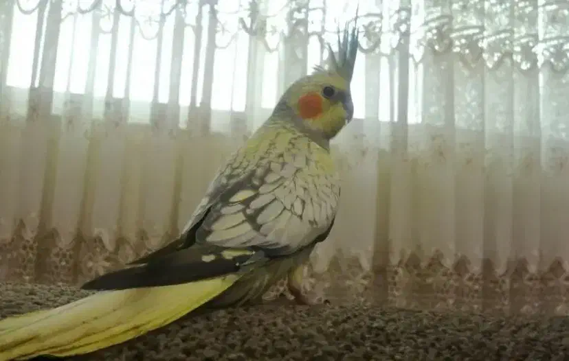 دو جفت هلندی مولد|پرنده|هشتگرد, فاز ۷ مهستان|دیوار