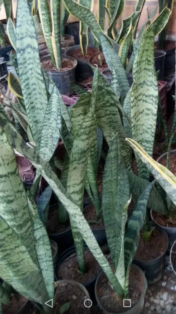 گلهای اپارتمانی در بی بیان بزرگ|گل و گیاه طبیعی|مسجد سلیمان, |دیوار