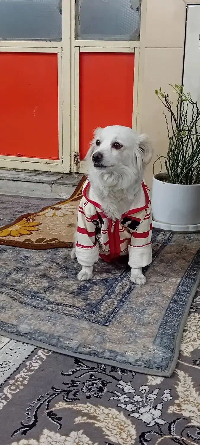 چیکو باهوش|سگ|دورود, |دیوار