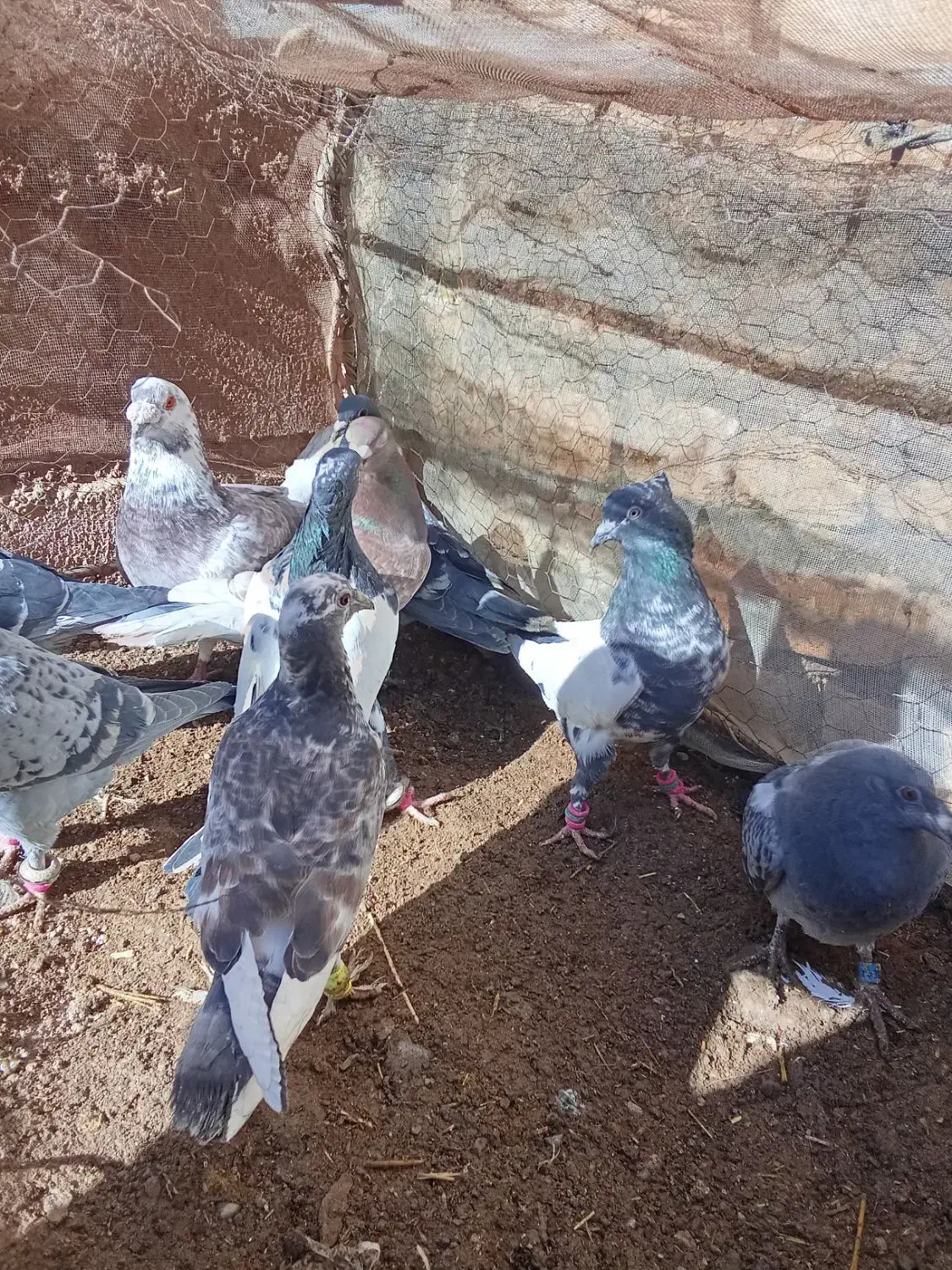 کفتر|پرنده|سلیمان, |دیوار