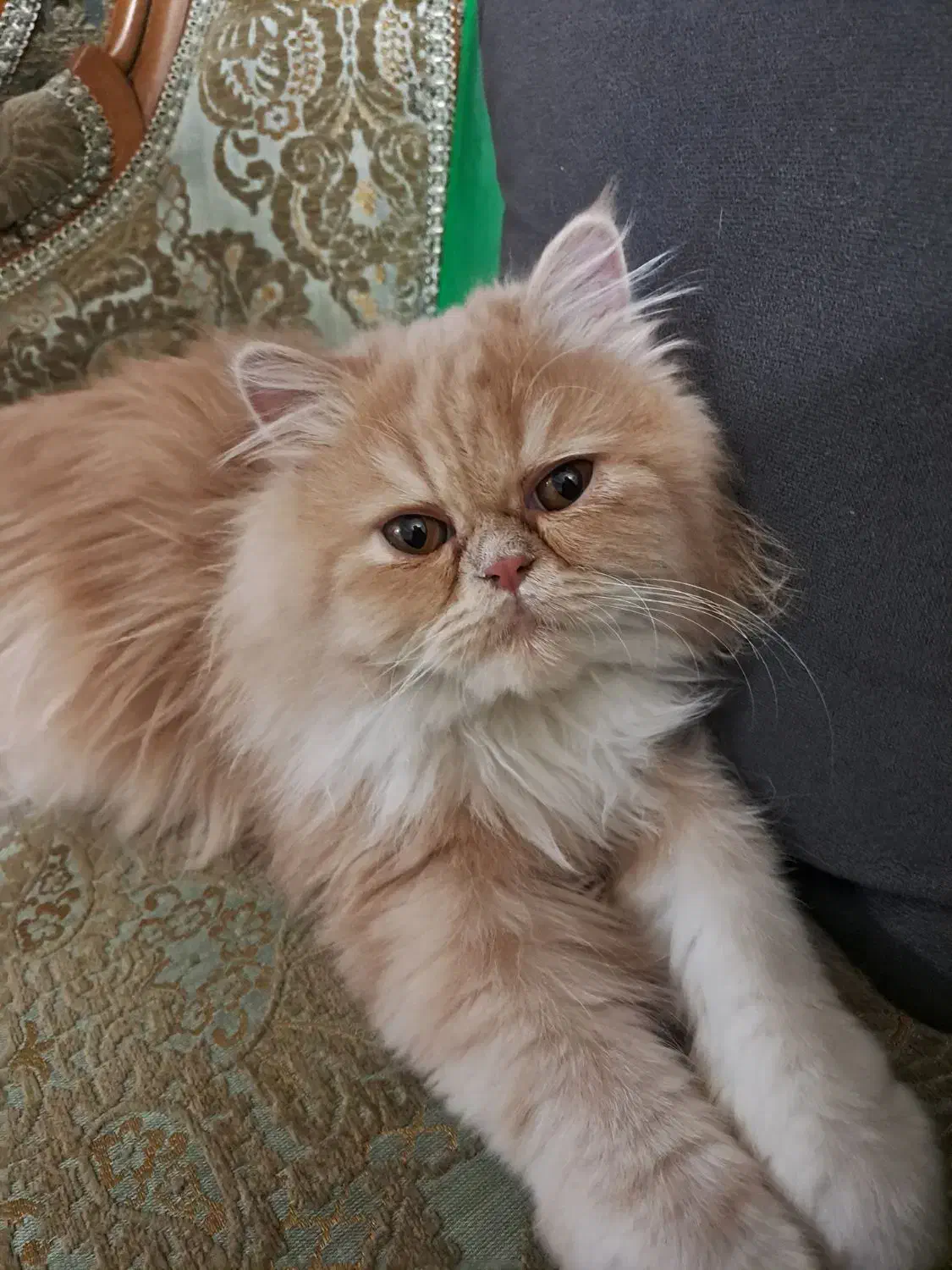 گربه پرشین اصل|گربه|ورامین, ورامین|دیوار