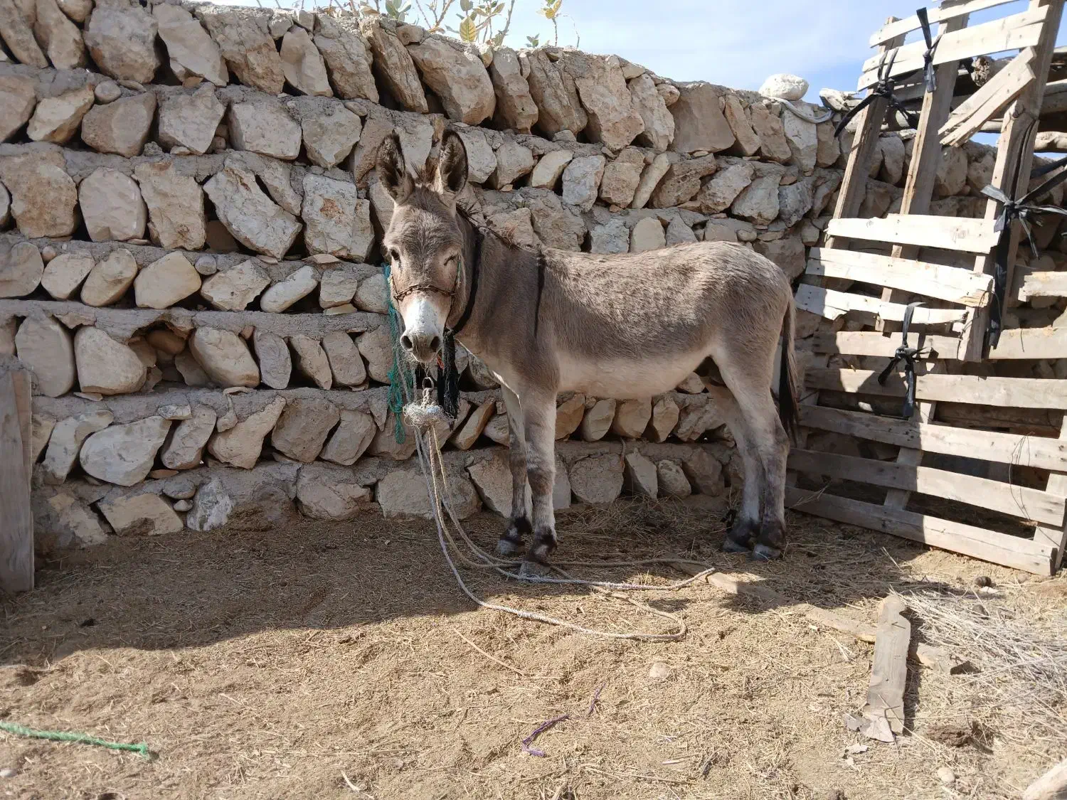 الاغ نر|حیوانات مزرعه|بندرعباس, |دیوار