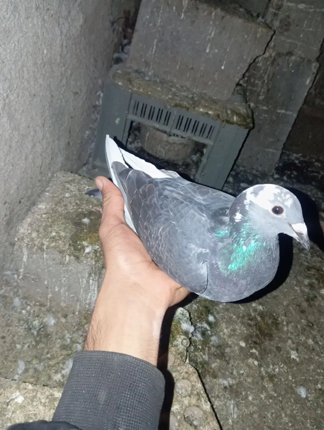 کبوتر‌مسافتی|پرنده|تاتار علیا, |دیوار