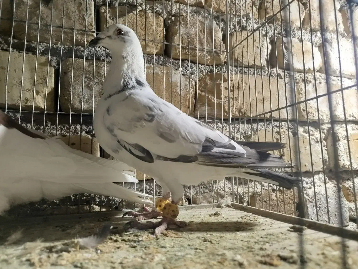 گلی|پرنده|مرودشت, فرهنگ|دیوار