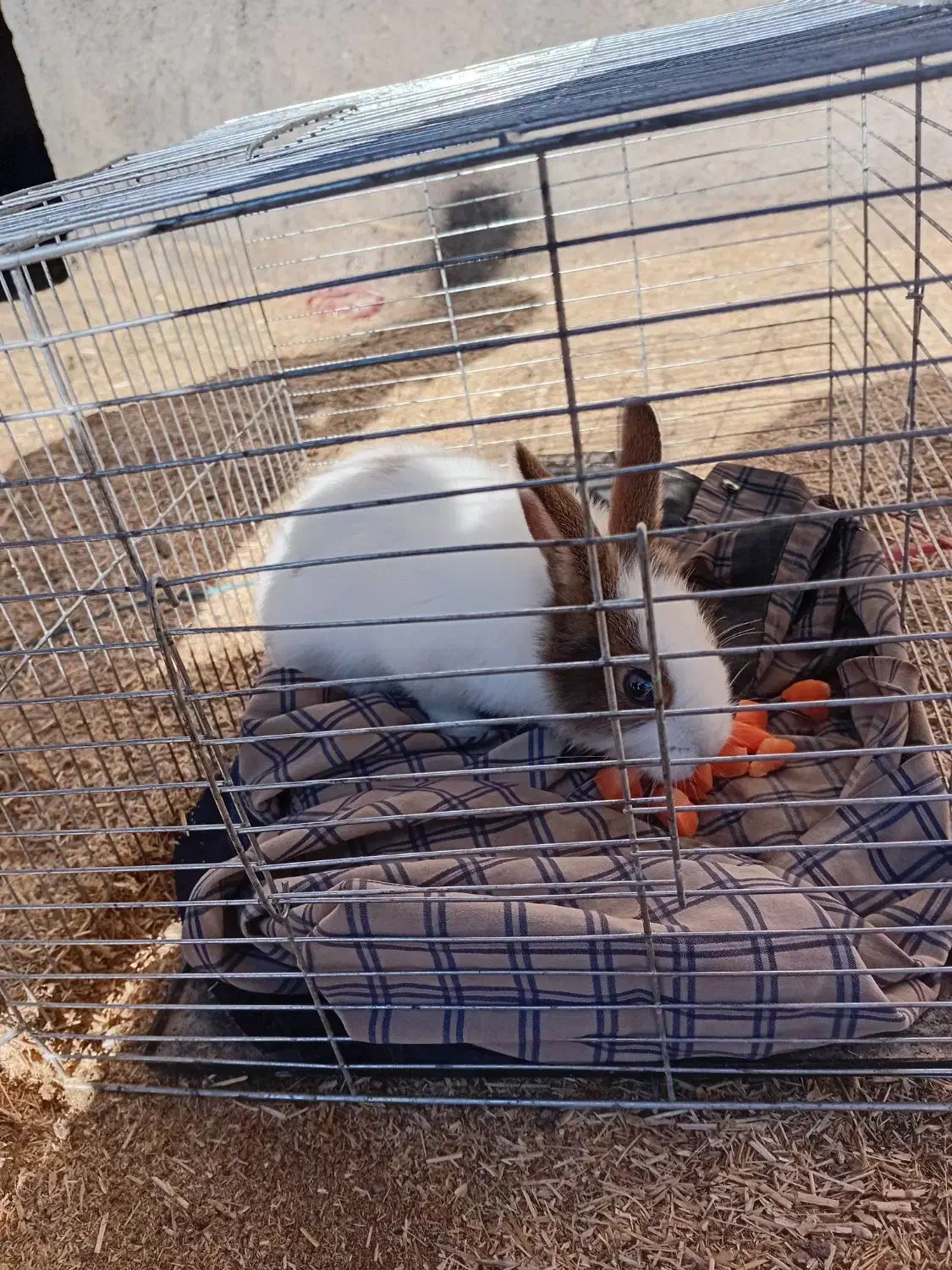 خرگوش|موش و خرگوش|الشتر, |دیوار