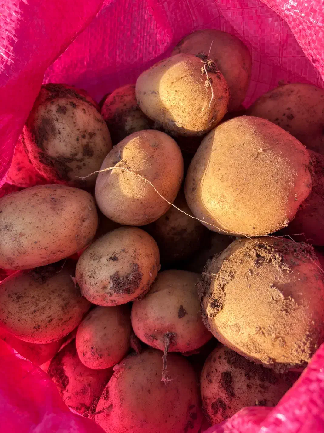 سیب زمینی|عمده‌فروشی|فرمهین, |دیوار