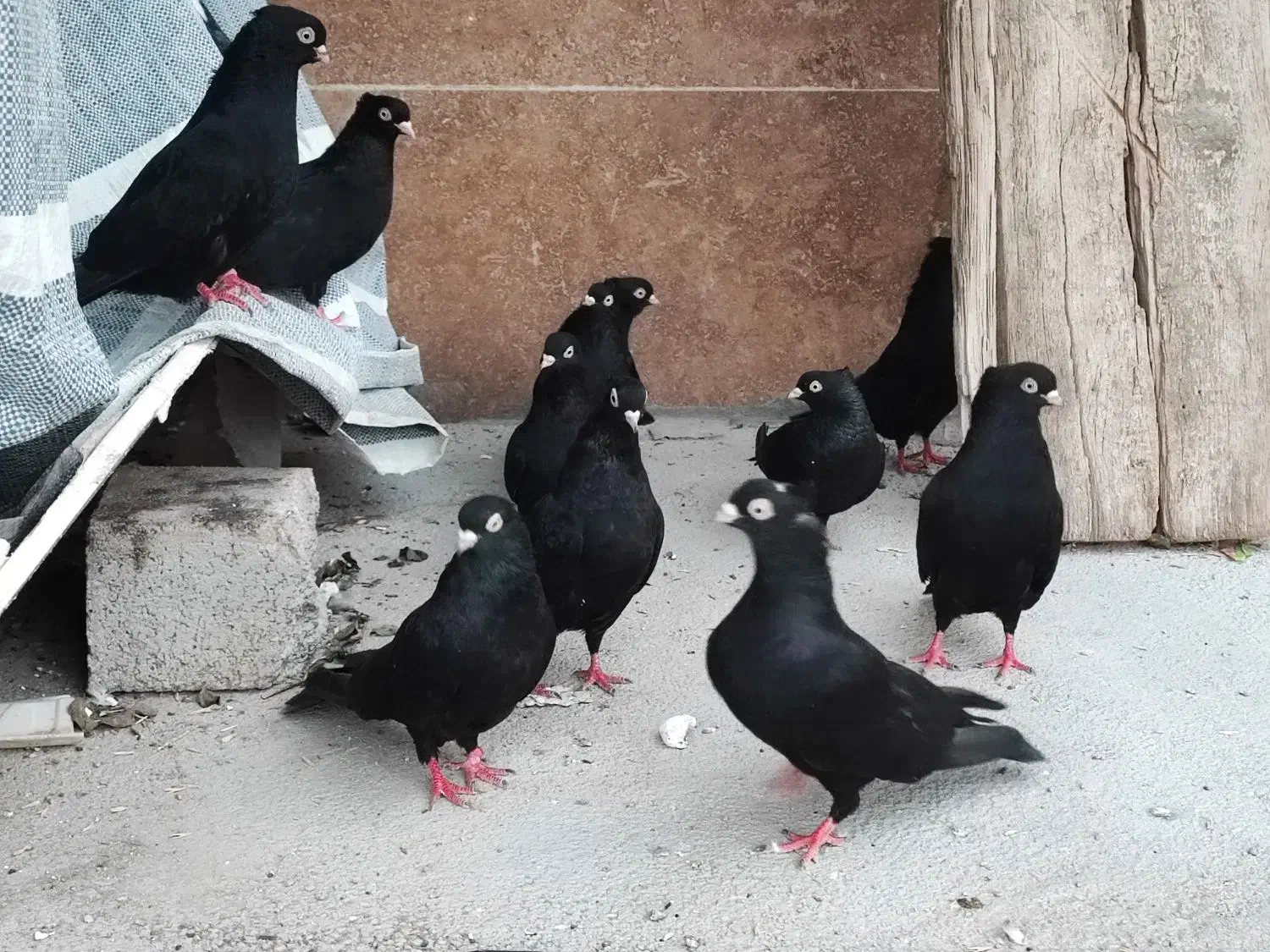 کبوتر|پرنده|ایذه, |دیوار