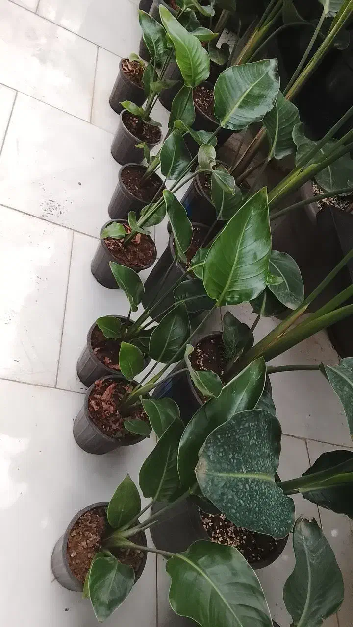 تعویض خاک گلدان  گل‌های آپارتمانی در منزل|گل و گیاه طبیعی|مشهد, فرهنگیان (شهرک غرب)|دیوار