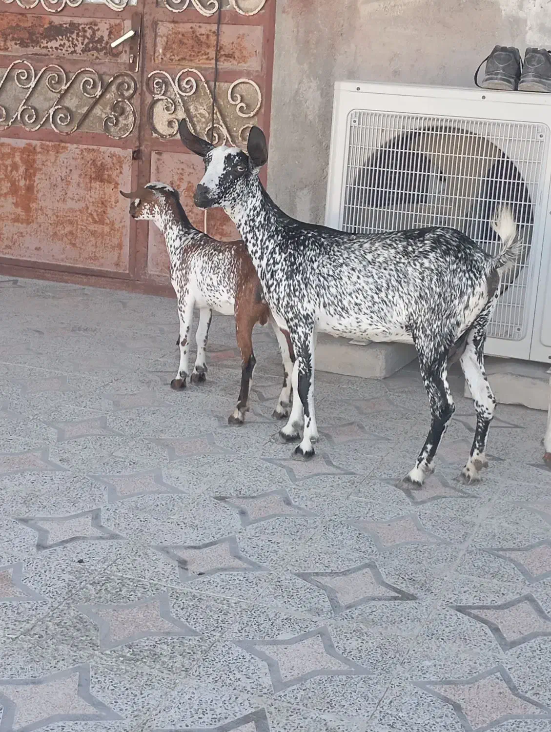 کهره نقشی بابچه نر و کهرهی گل توپی به فروش|حیوانات مزرعه|قشم, |دیوار