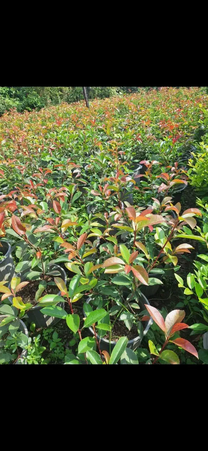 فتونیا فوتونیا.  یاس هلندی کاج طلایی لاوسون|گل و گیاه طبیعی|املش, |دیوار