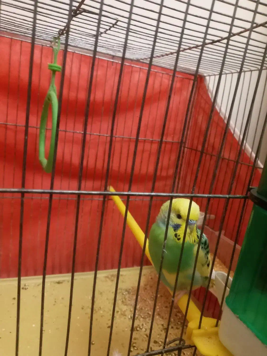 مرغ عشق دستی|پرنده|شاهرود, |دیوار