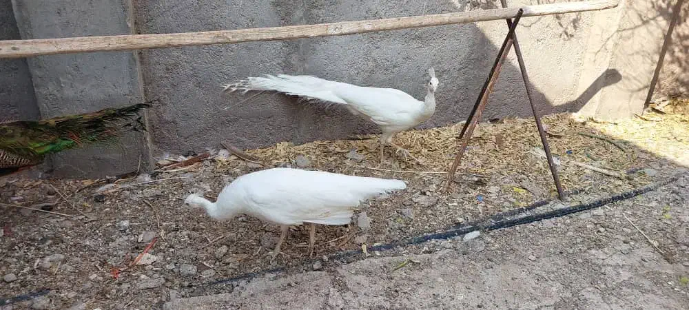 فروش طاووس سفید بالغ|پرنده|بندرلنگه, |دیوار