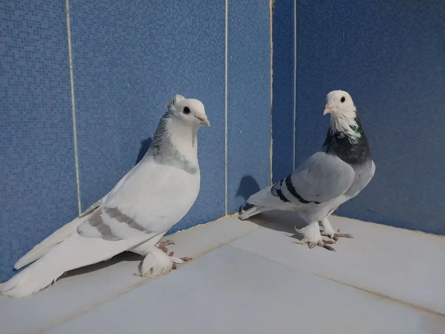 کبوتر|پرنده|زهک, |دیوار