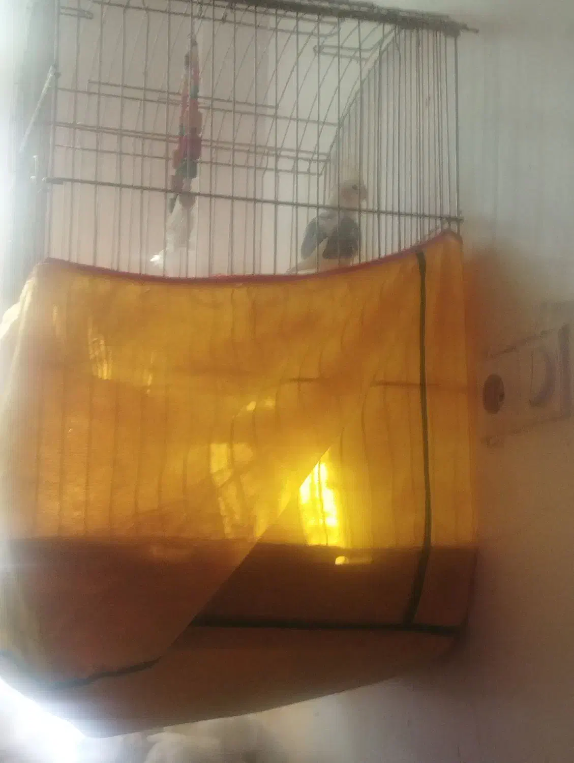 عروس هلندی نر باقفس بزرگ|پرنده|نسیم‌شهر, |دیوار