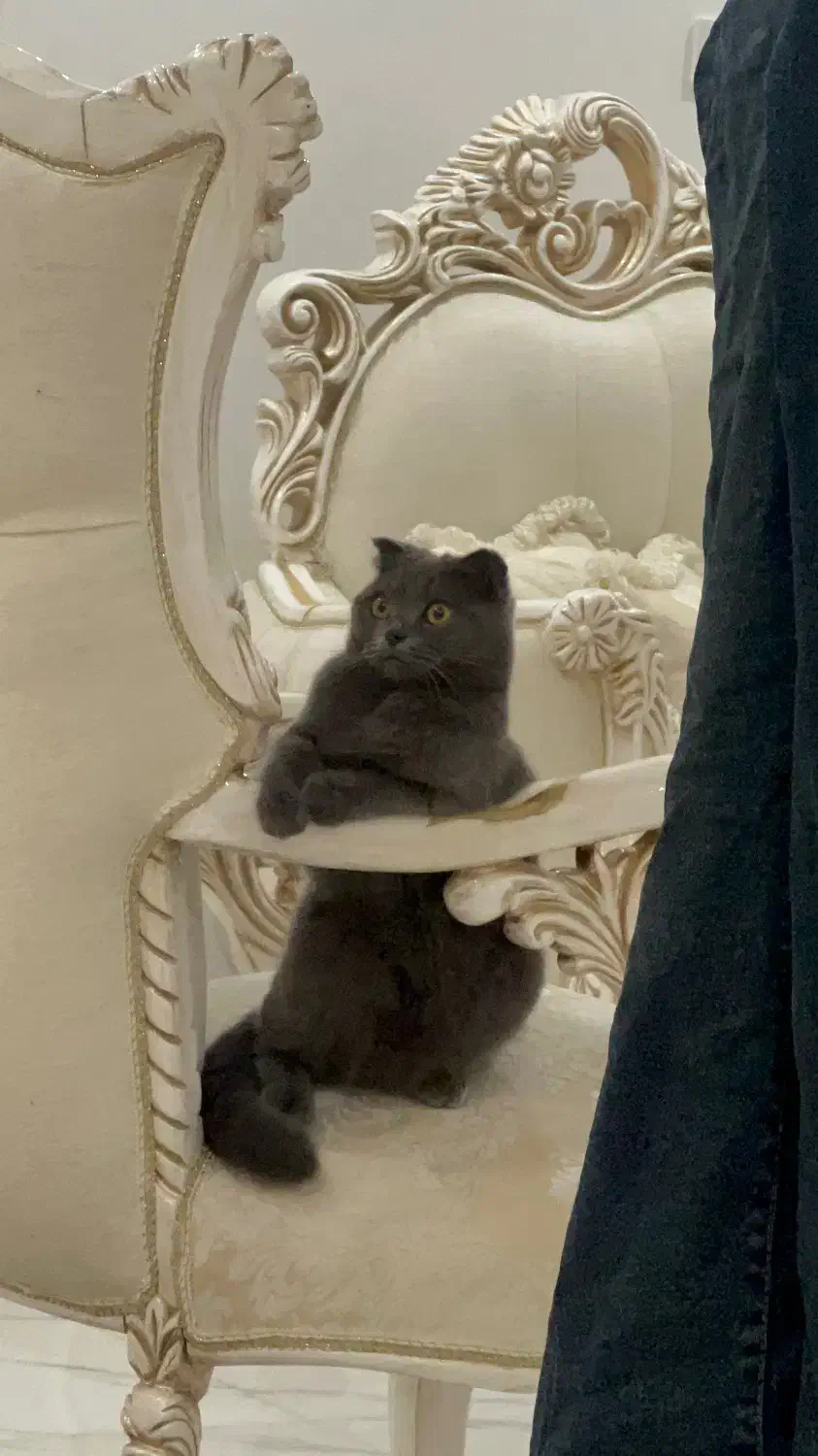 گربه اسکاتیش فولد ماده|گربه|گرگان, |دیوار