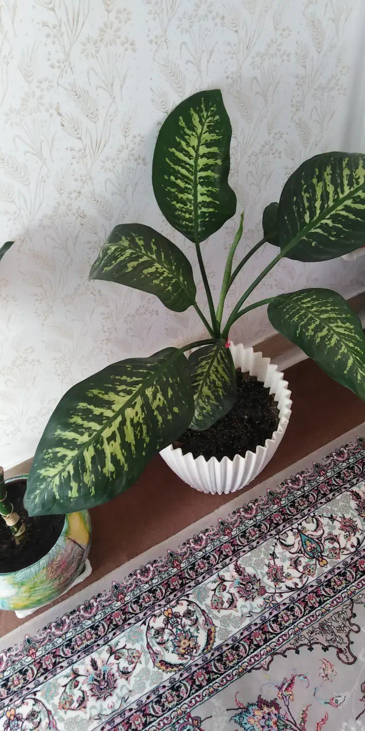 گل با گلدان|گل و گیاه طبیعی|دهگلان, |دیوار