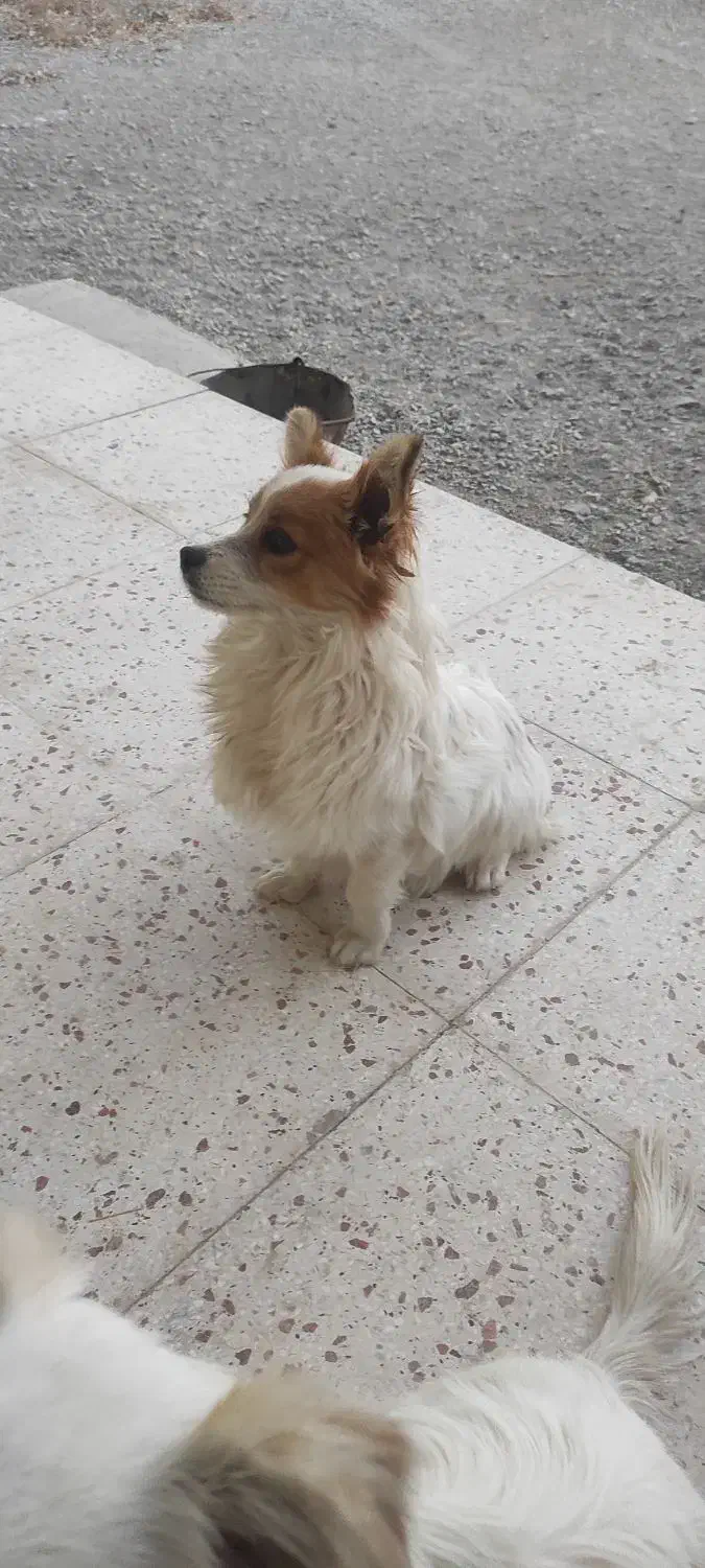 سگ فانتزی اشپیتزو|سگ|قزوین, |دیوار