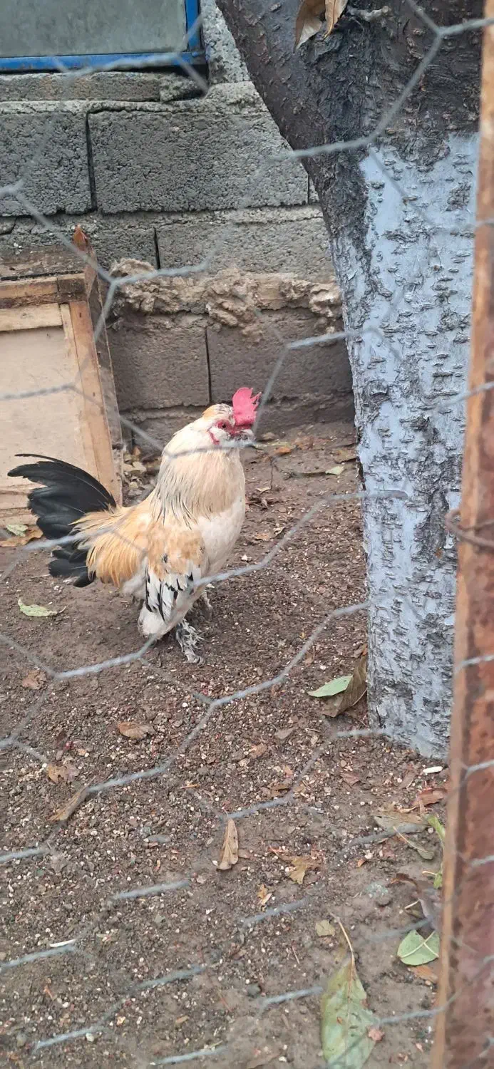 مرغ و خروس مینیاتوری|حیوانات مزرعه|پارسآباد, |دیوار