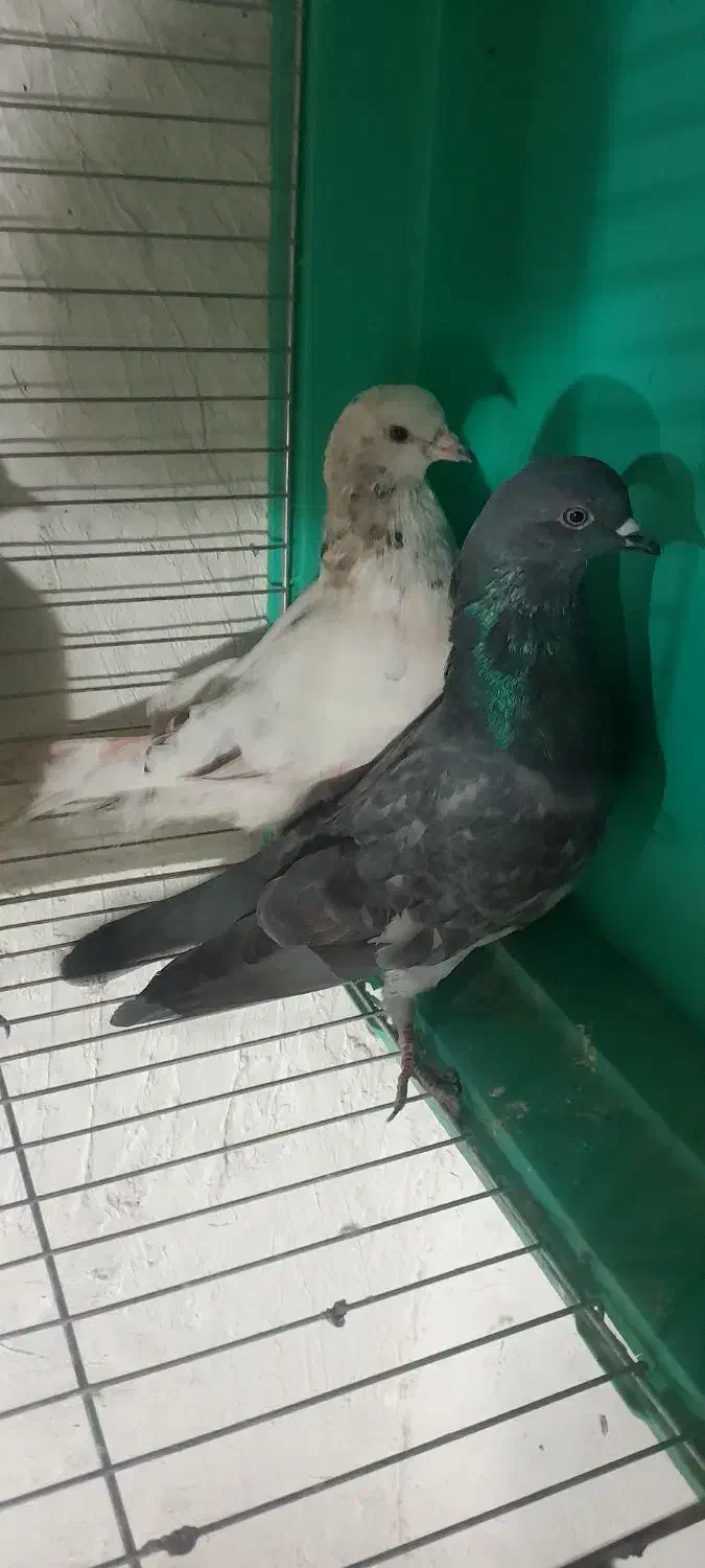 کبوتر|پرنده|محمدشهر, جعفرآباد|دیوار