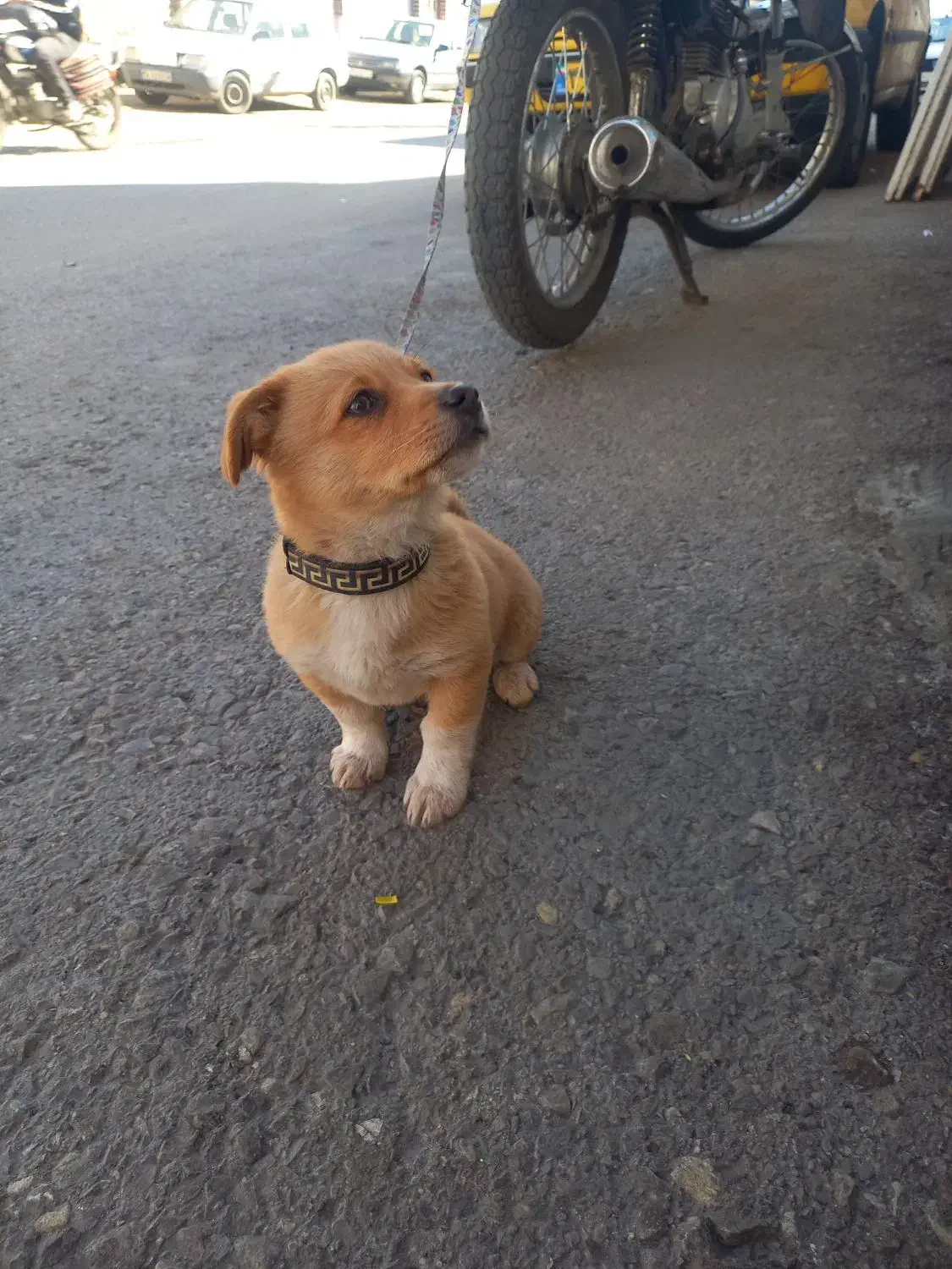 سگ پارمر عروسکی|سگ|قم, ناصردیوان|دیوار