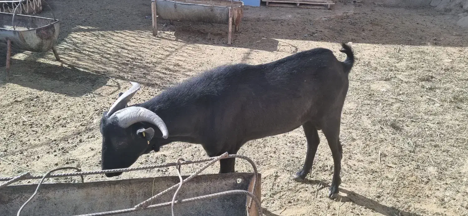 چپیش مورسیا اصل وادراتی|حیوانات مزرعه|زارچ, |دیوار