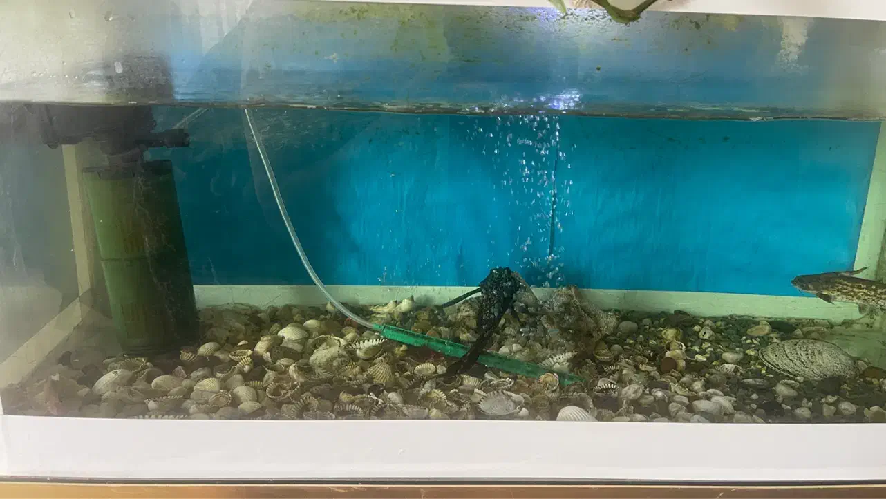 آکواریوم|ماهی|لاهیجان, خمیر کلایه|دیوار