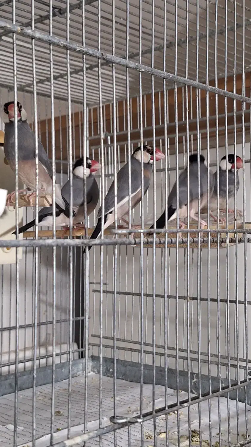 سه جفت فنج نرگسی|پرنده|سمنان, |دیوار