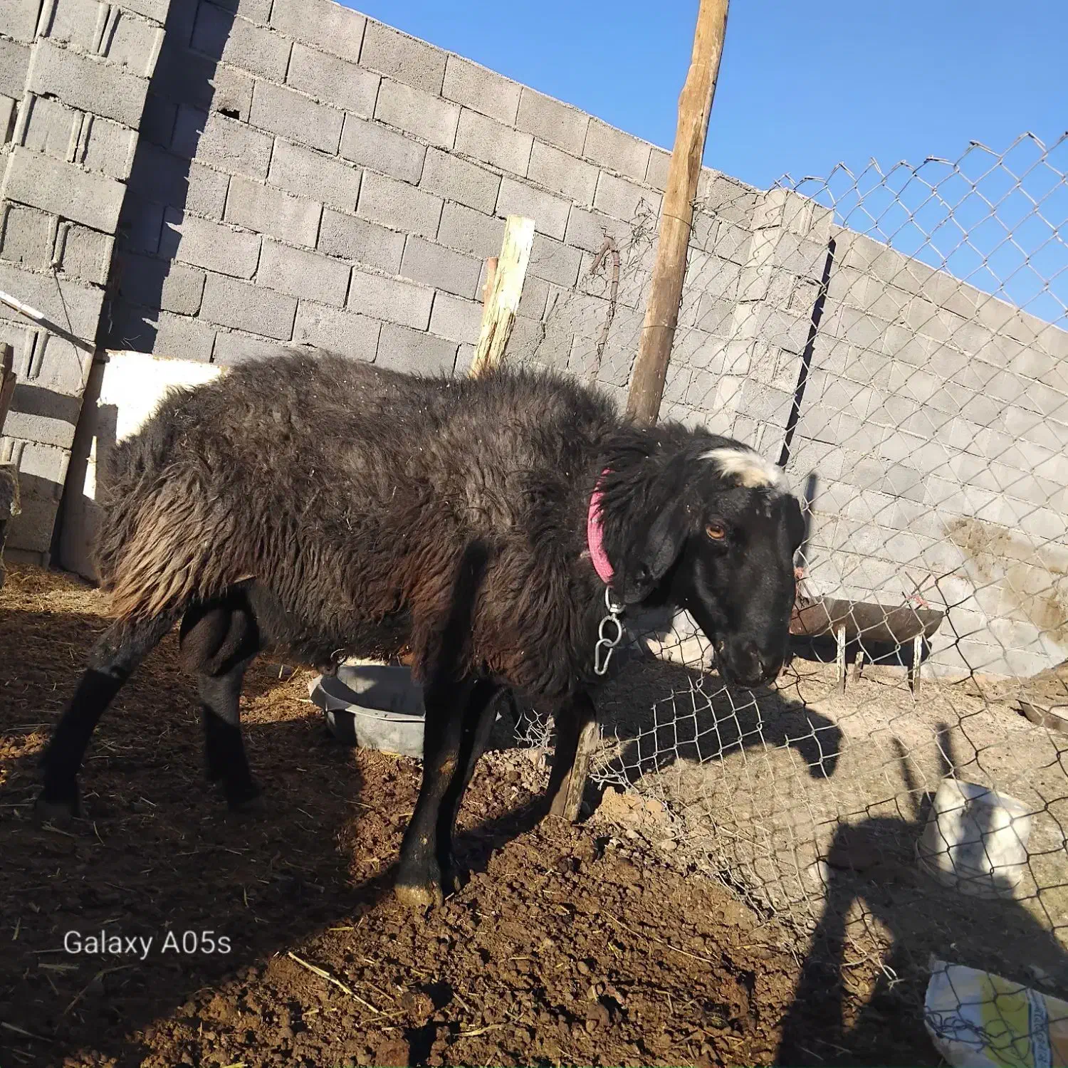 قوچ|حیوانات مزرعه|مبارکه, |دیوار