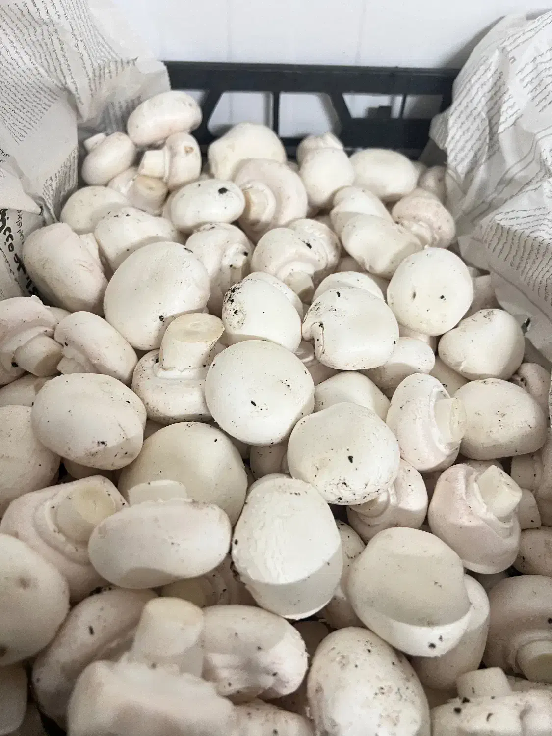 قارچ دکمه ای|خوردنی و آشامیدنی|فردیس, فردیس|دیوار