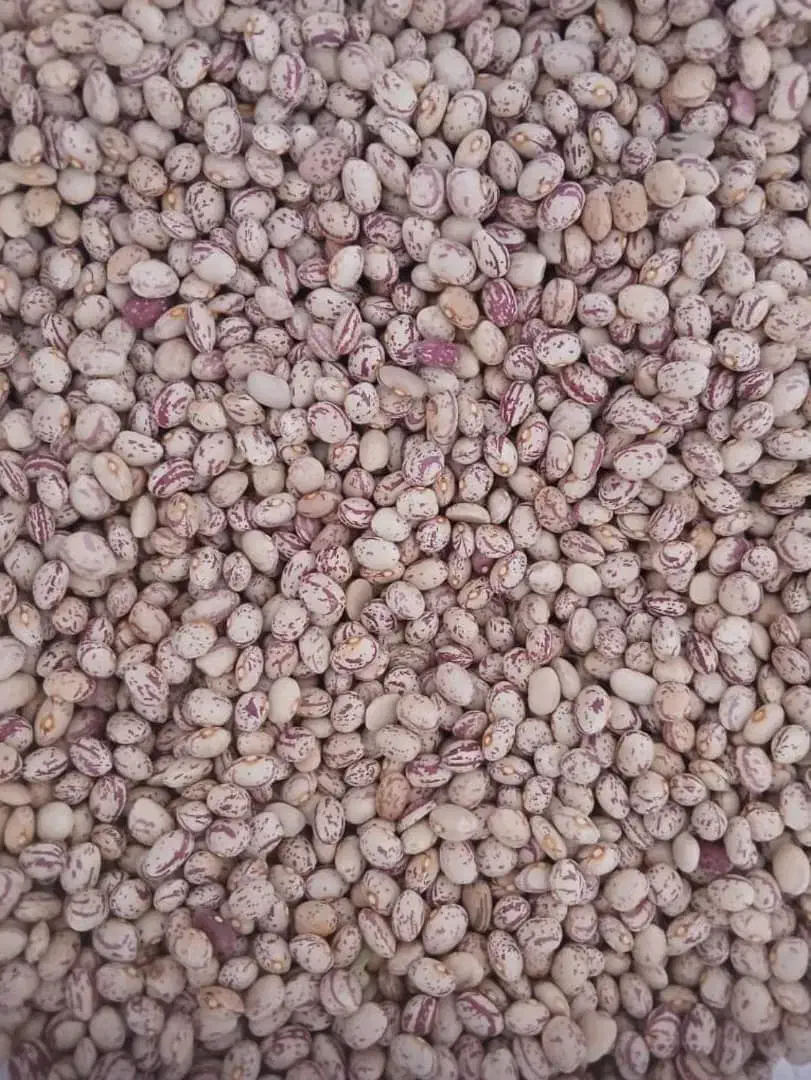 لوبیا چیتی|عمده‌فروشی|مرودشت, ژیان|دیوار