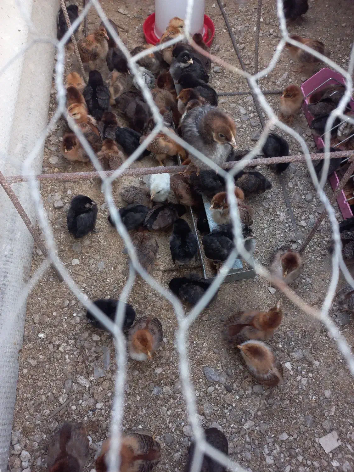 تخفیف ویژه اردک و جوجه محلی|حیوانات مزرعه|برازجان, |دیوار