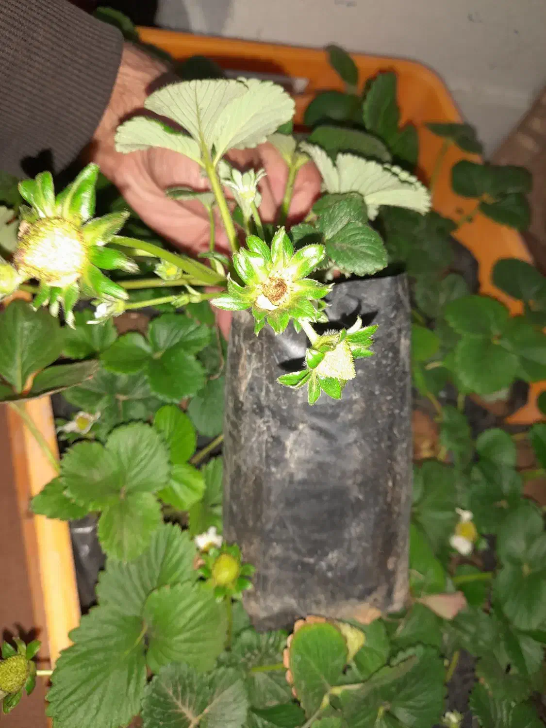 نشا گلدانی توتفرنگی|گل و گیاه طبیعی|شیراز, دانشکده کشاورزی دانشگاه شیراز|دیوار