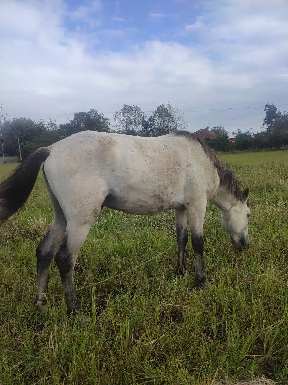 اسب|اسب و تجهیزات اسب‌سواری|ماکلوان, |دیوار