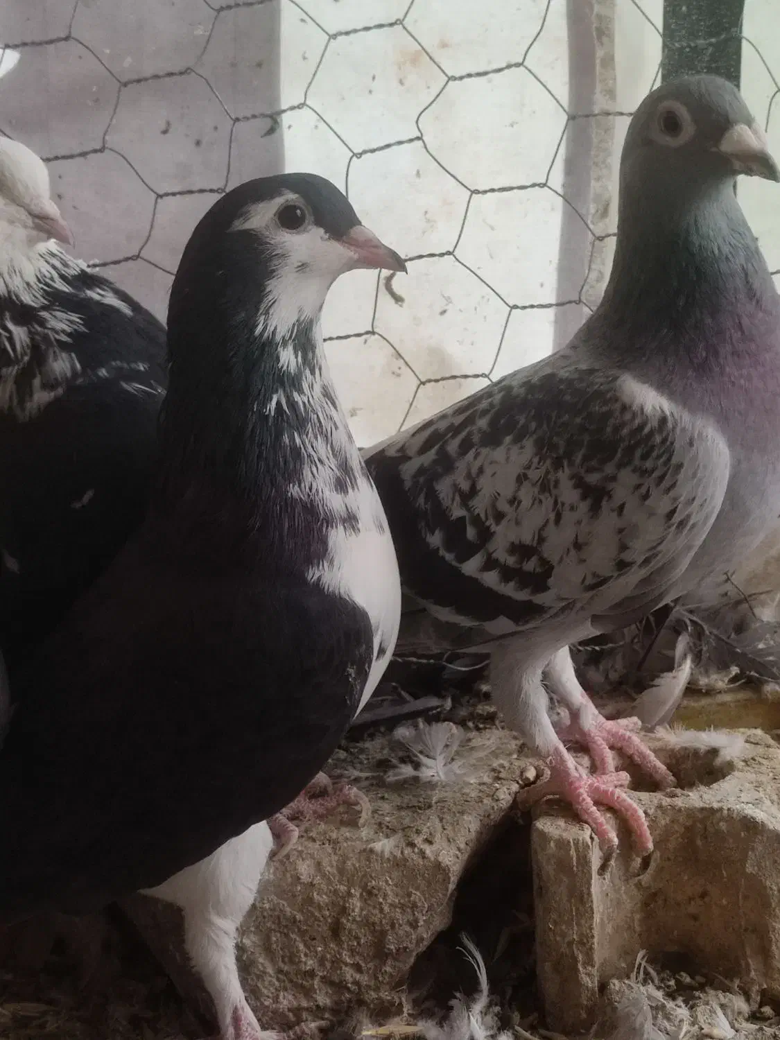 فروش چند عدد کفتر|پرنده|فسا, |دیوار