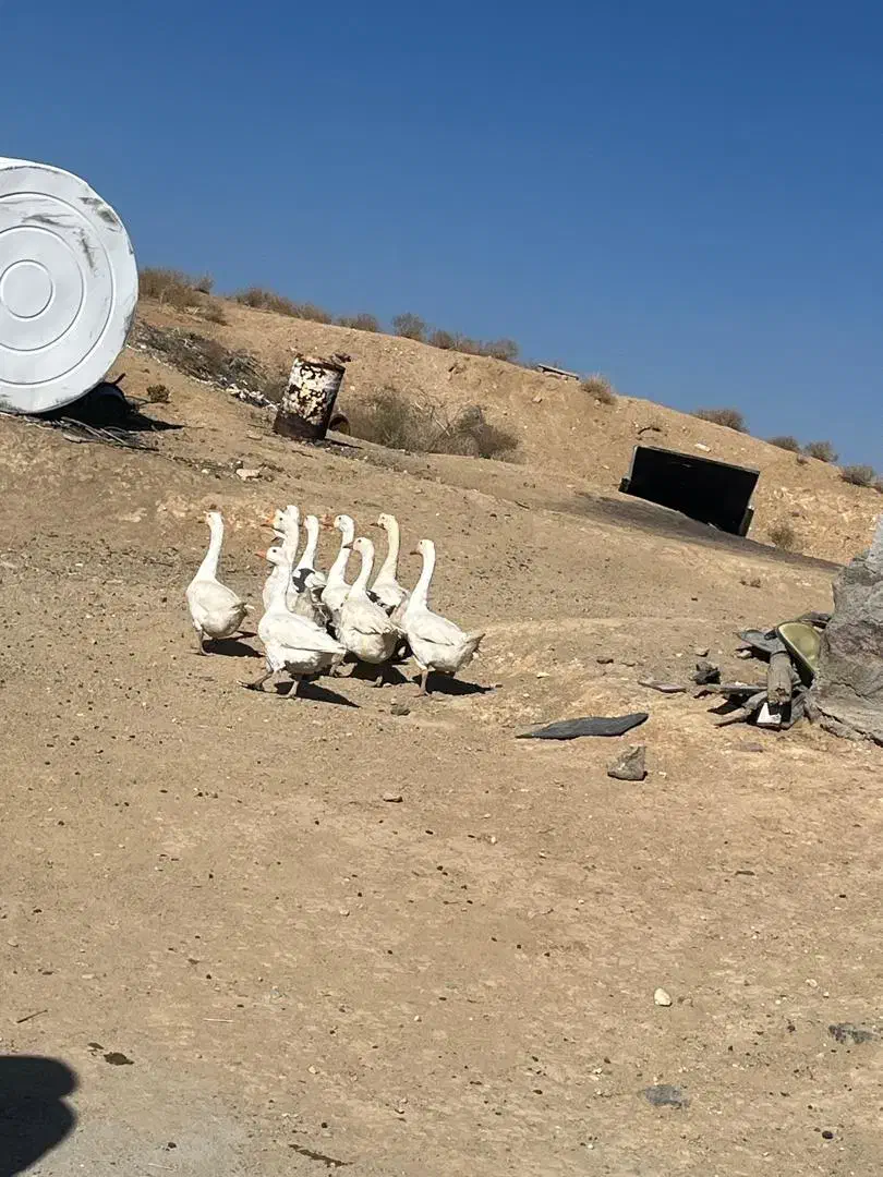 غاز|حیوانات مزرعه|پاریز, |دیوار