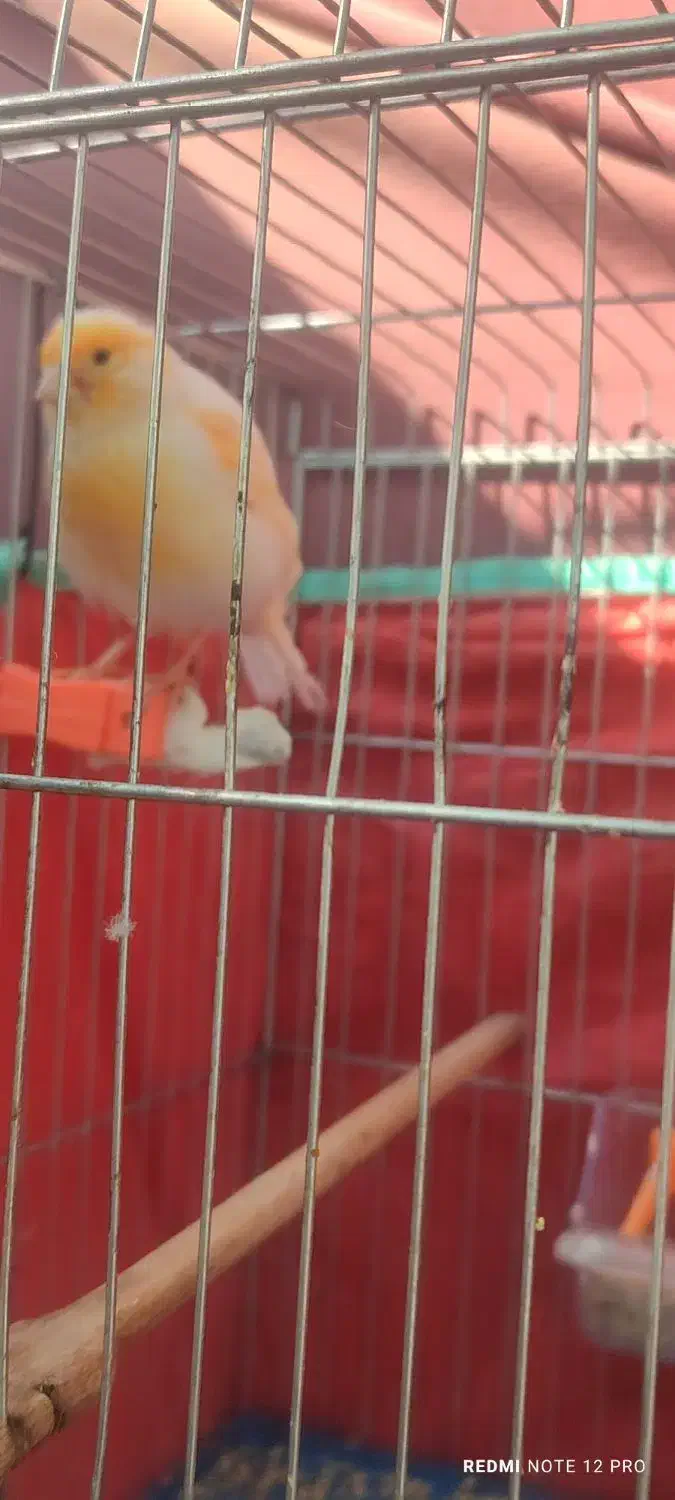 فروش قناری|پرنده|برازجان, |دیوار