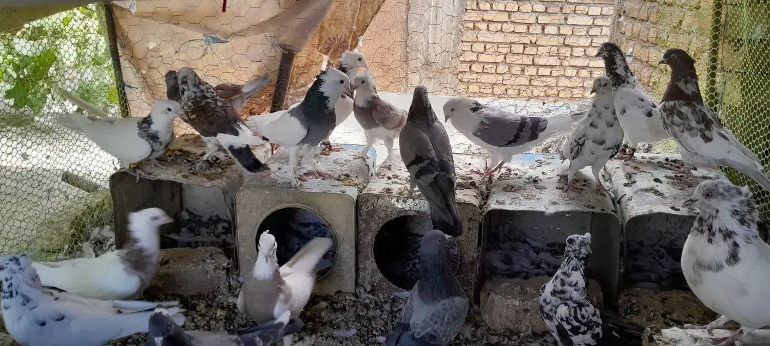 کبوتر پرشی|پرنده|بلداجی, |دیوار
