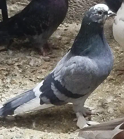 کفتر یا کبوتر و قفس|پرنده|قرچک, پویینک|دیوار