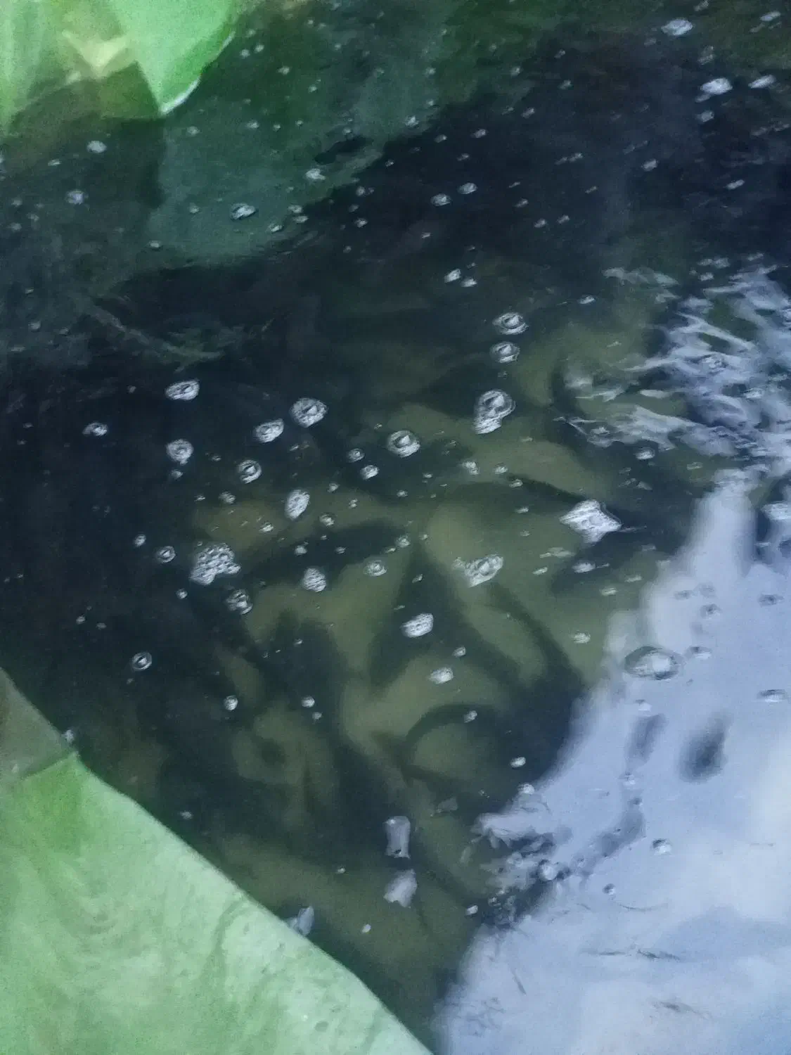 ماهی|ماهی|گتاب, |دیوار