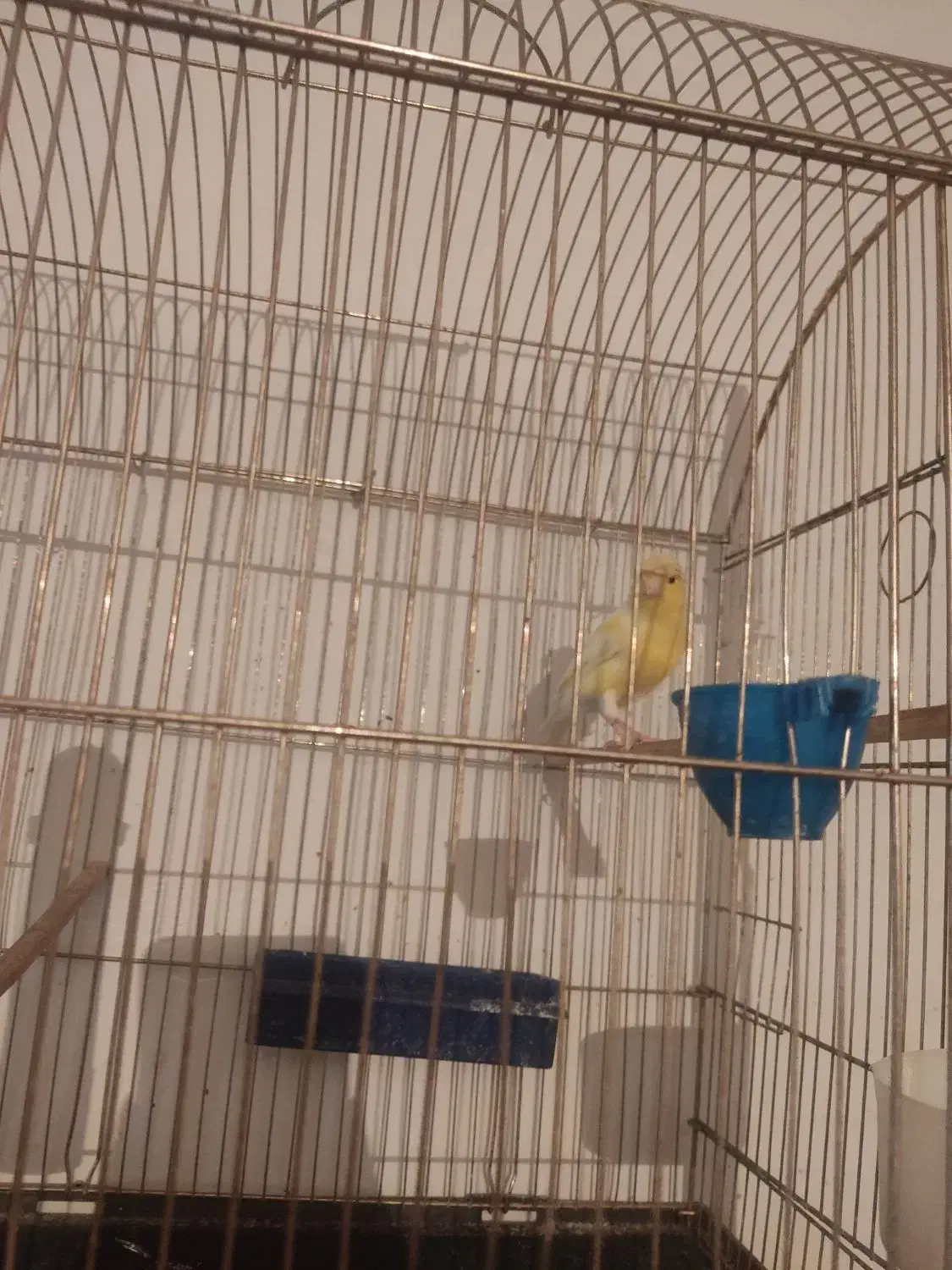 قناری نر زرد کاکولی|پرنده|دامغان, |دیوار