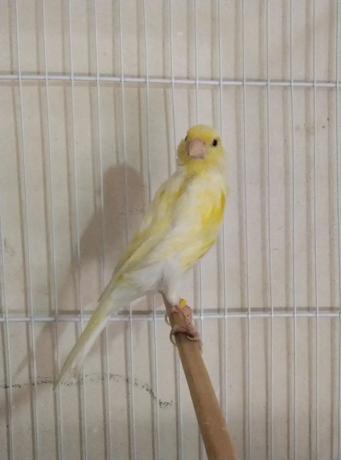 یک عددقناری دارم معاوضه بانرگسی یا کوتوله برزیلی|پرنده|شیروان (خراسان), |دیوار