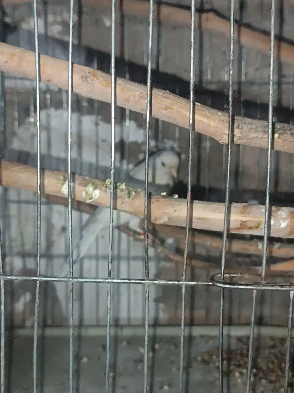 قناری ماده|پرنده|کهریزک, |دیوار