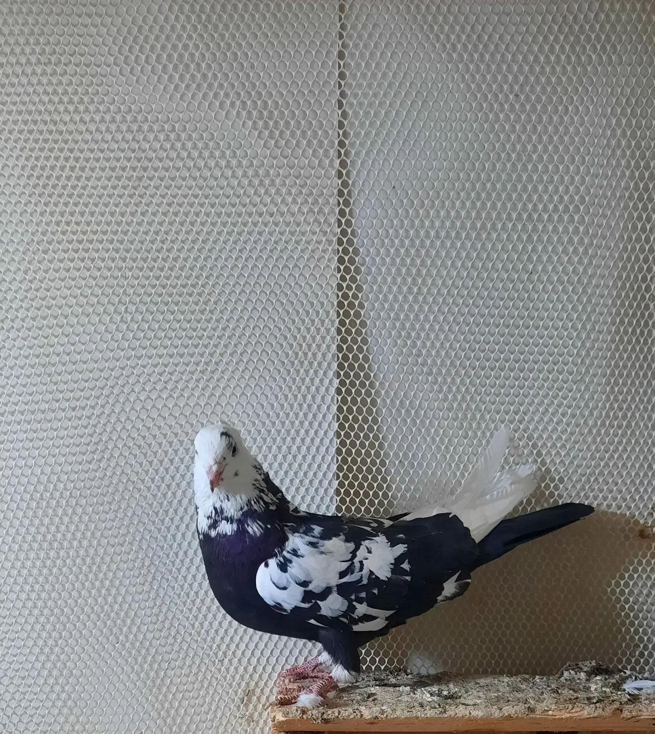 کبوتر|پرنده|شوط, |دیوار