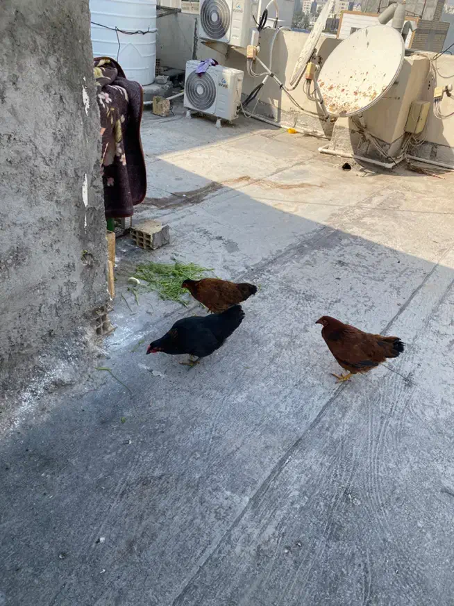 مرغ محلی ۳ عدد|حیوانات مزرعه|بندرعباس, |دیوار