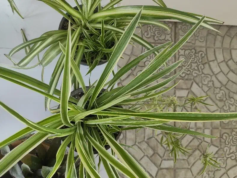 گندمی|گل و گیاه طبیعی|برازجان, |دیوار