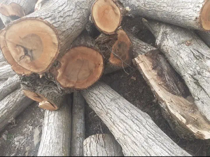 قطع وبرش‌‌درختان|خدمات باغبانی و درختکاری|شهریار, یوسف آباد صیرفی|دیوار