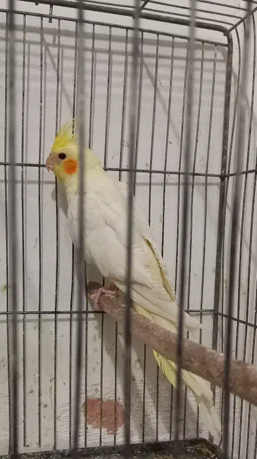 عروس هلندی|پرنده|سبزوار, هویزه|دیوار