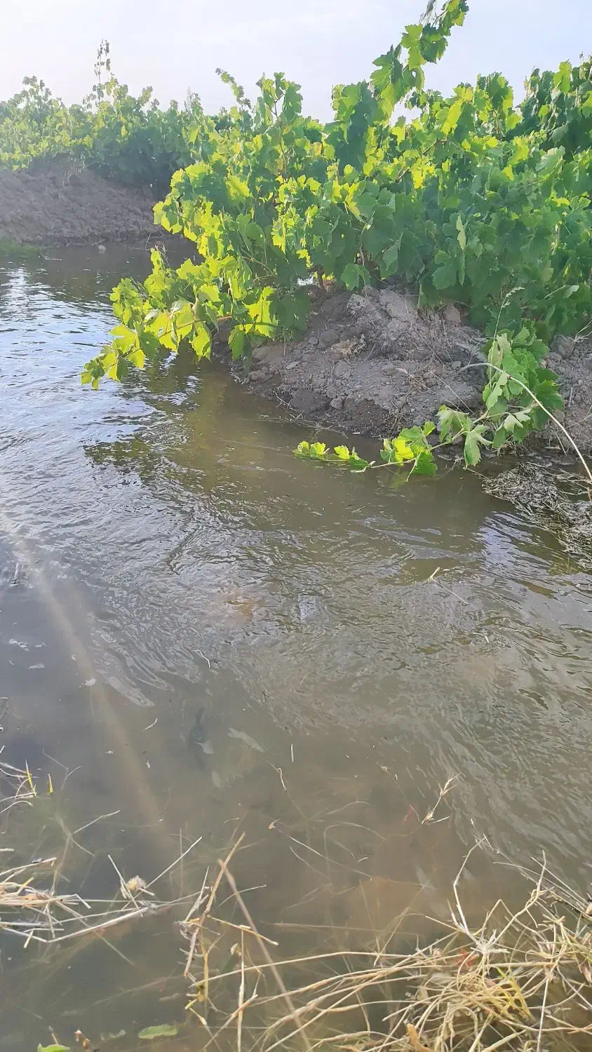 باغ انگور شورین|فروش خانه و ویلا|همدان, |دیوار