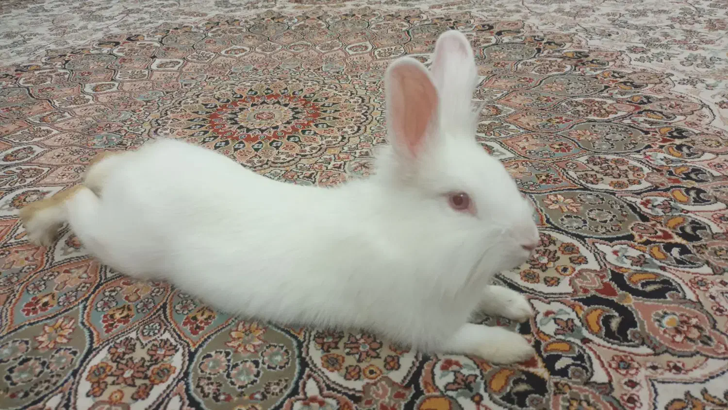 خرگوش سفیدباقفس|موش و خرگوش|اراک, |دیوار